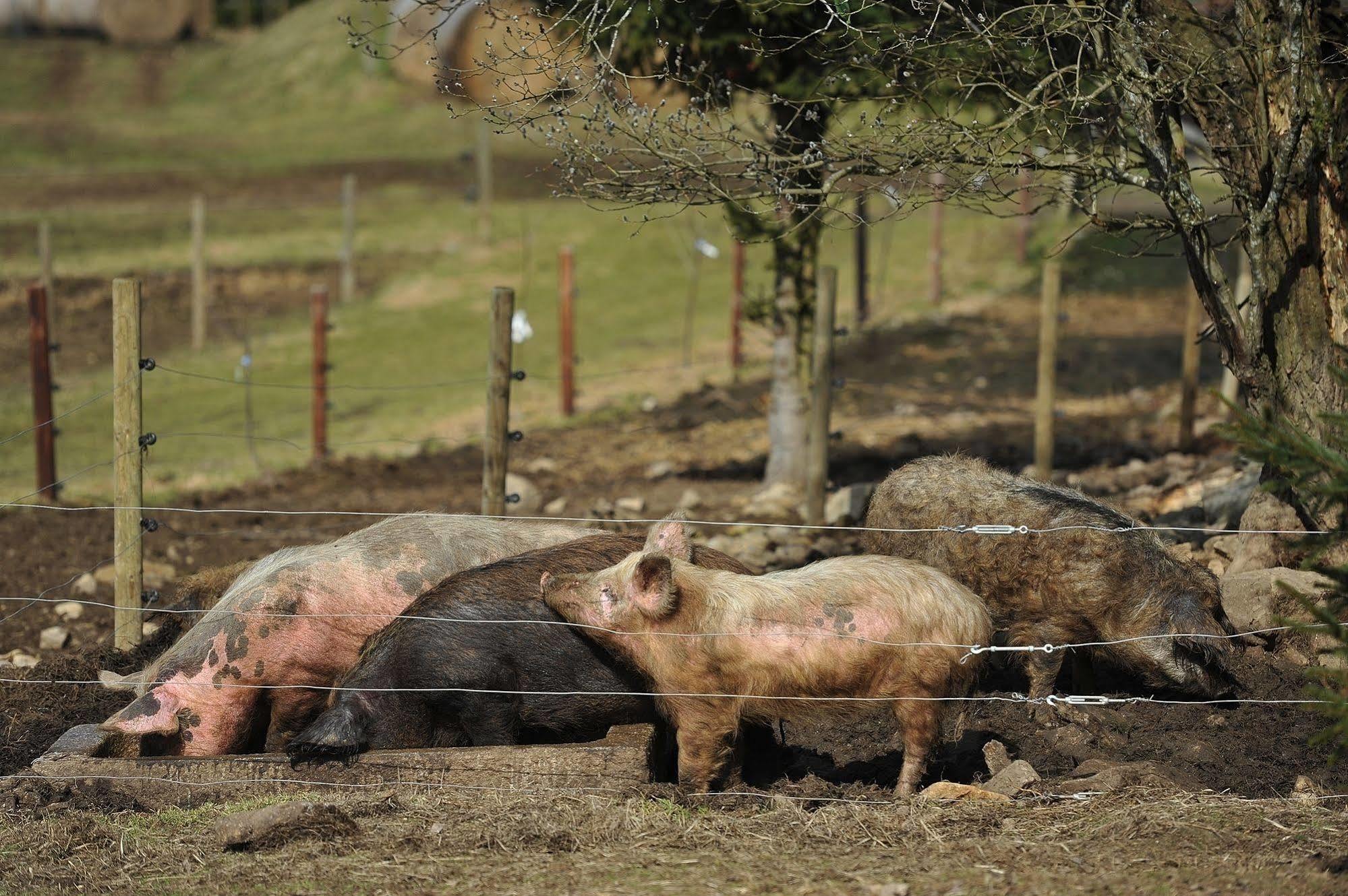 Penzion Farma U Mauritzu Stožec Eksteriør bilde
